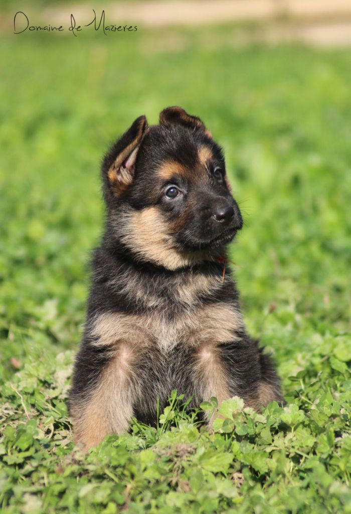Chiot Elevage Du Domaine De Mazieres Eleveur De Chiens Berger Allemand
