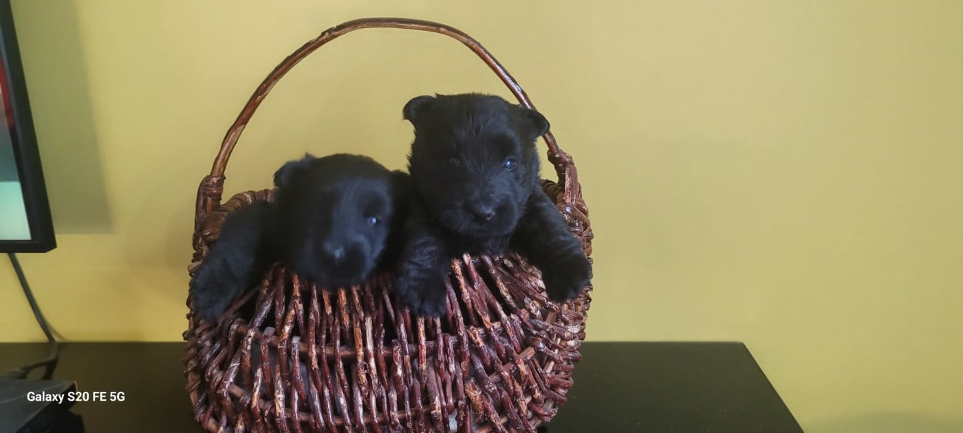 CHIOT 3 - Scottish Terrier