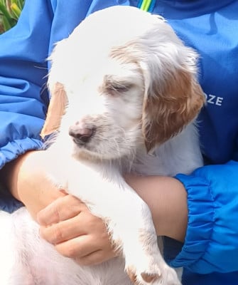 Chiot N°1 - Setter Anglais