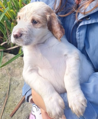 Chiot N°2 - Setter Anglais