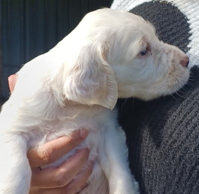 Chiot N°3 - Setter Anglais