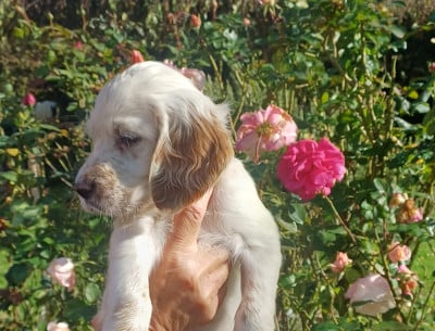Les chiots de Setter Anglais