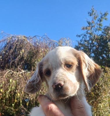 Les chiots de Setter Anglais