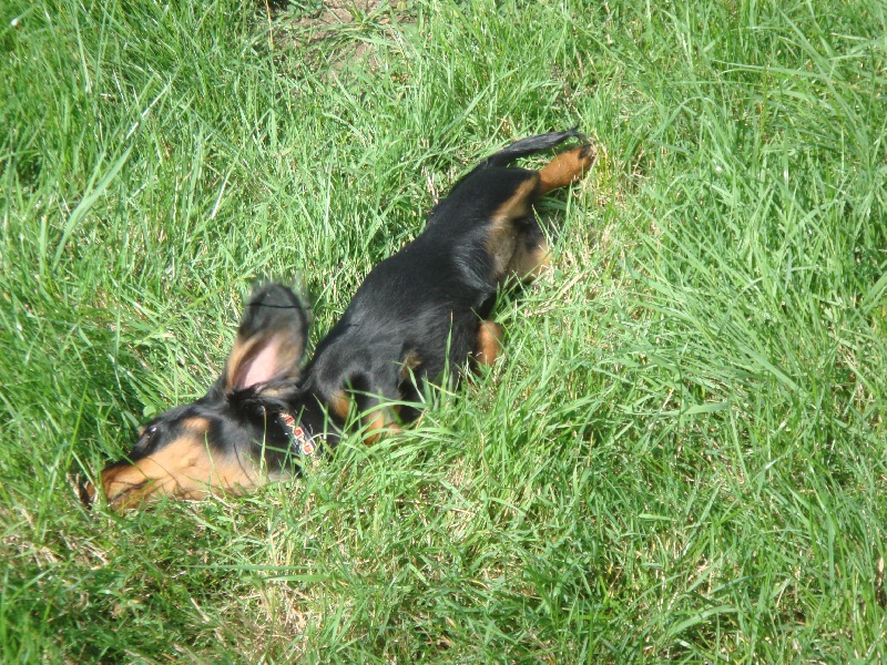 Publication : Des Teck' Elfes Du Vexin