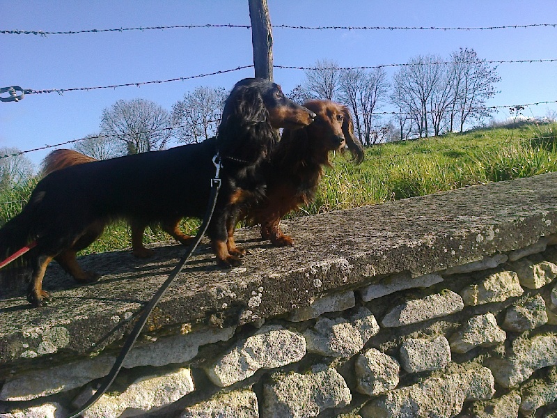 Publication : Des Teck' Elfes Du Vexin