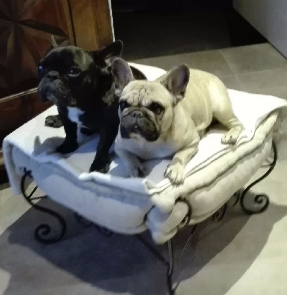 Du Roi De La Redingote Ilona