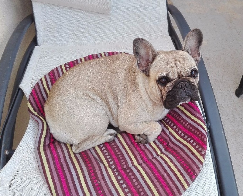 Du Roi De La Redingote Ilona