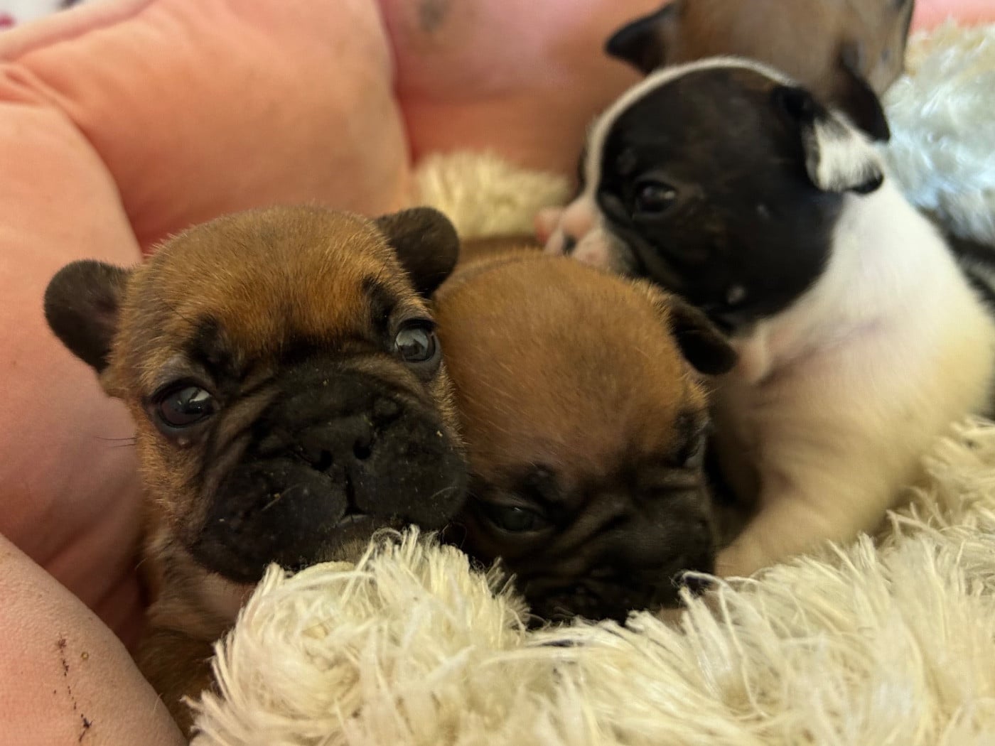 Bouledogue français - Du Roi De La Redingote