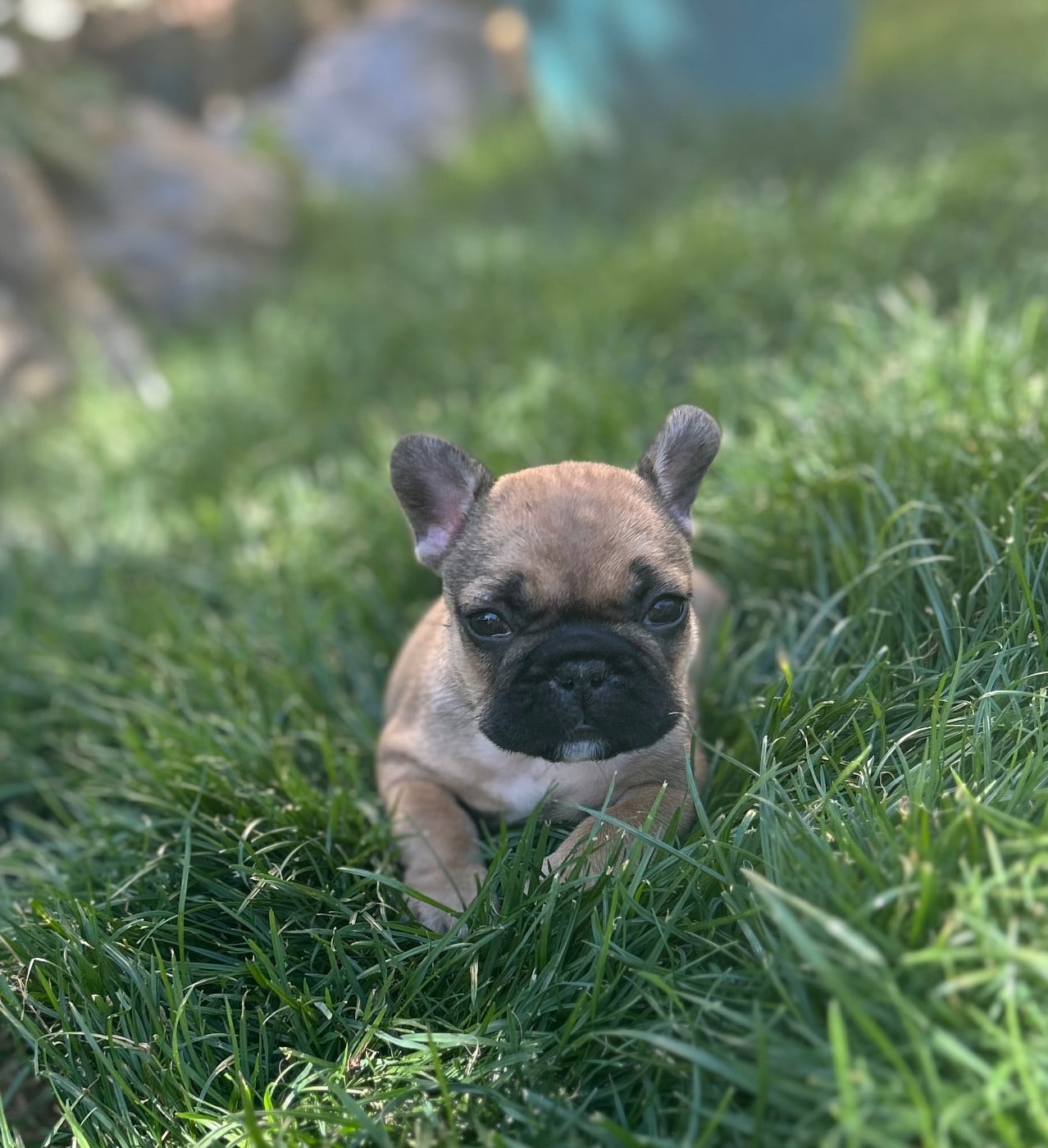 Bouledogue français - Du Roi De La Redingote