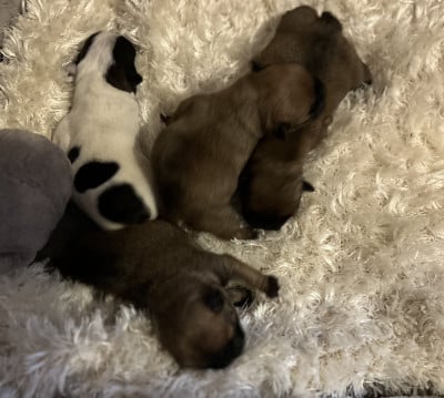 Chiot N°5 - Bouledogue français