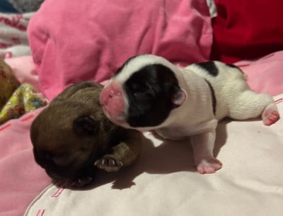 Les chiots de Bouledogue français