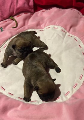 Les chiots de Bouledogue français
