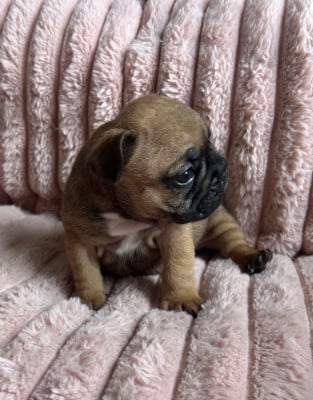 Les chiots de Bouledogue français