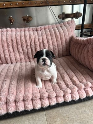 Les chiots de Bouledogue français