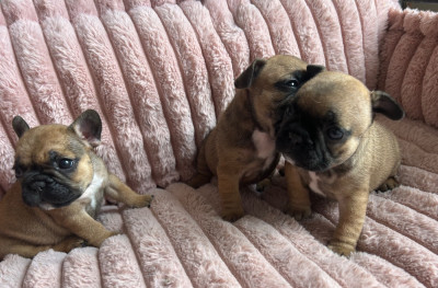 Les chiots de Bouledogue français