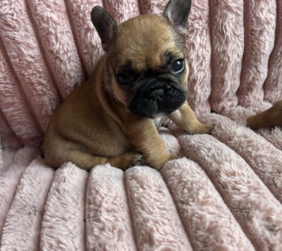 Les chiots de Bouledogue français