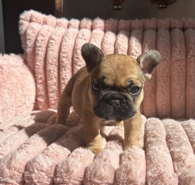 Les chiots de Bouledogue français