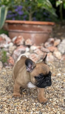 Billy boy - Bouledogue français