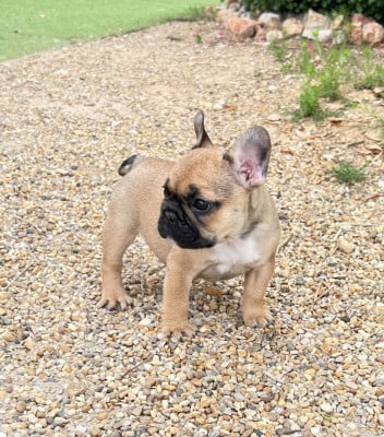 Les chiots de Bouledogue français