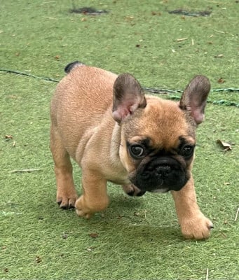 BB Jolie - Bouledogue français