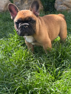 Les chiots de Bouledogue français