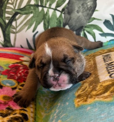 Les chiots de Bulldog Anglais