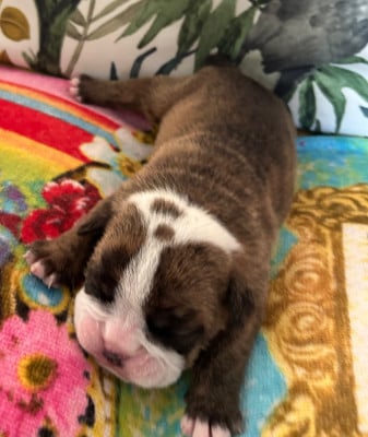 Les chiots de Bulldog Anglais