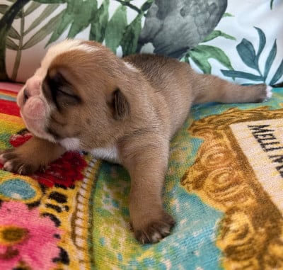 Les chiots de Bulldog Anglais