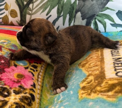 Les chiots de Bulldog Anglais