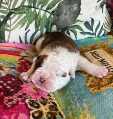 Les chiots de Bulldog Anglais
