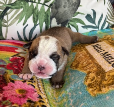 Les chiots de Bulldog Anglais