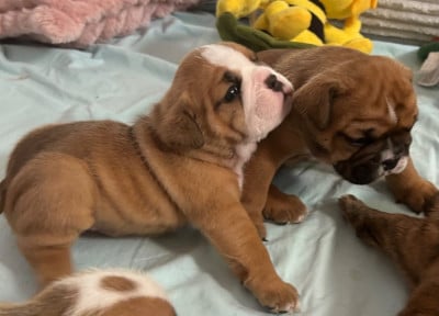 Les chiots de Bulldog Anglais