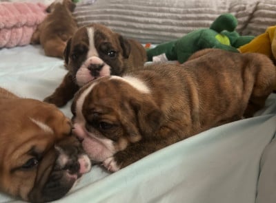 Les chiots de Bulldog Anglais