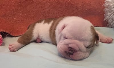 Les chiots de Bulldog Anglais