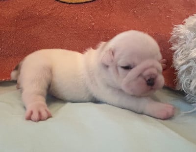 Les chiots de Bulldog Anglais