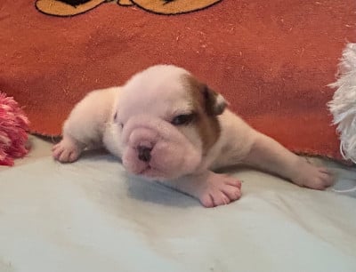 Les chiots de Bulldog Anglais