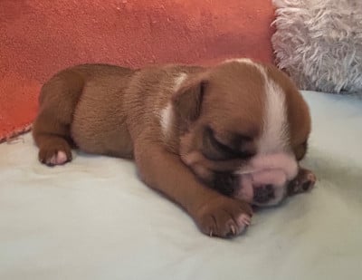 Les chiots de Bulldog Anglais