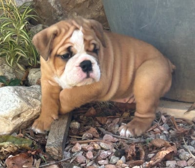 Les chiots de Bulldog Anglais