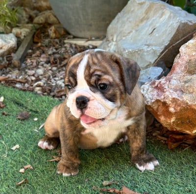 Les chiots de Bulldog Anglais