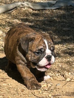 Les chiots de Bulldog Anglais