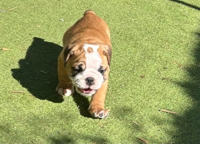 Les chiots de Bulldog Anglais