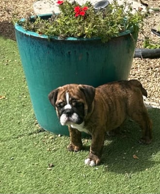 Les chiots de Bulldog Anglais