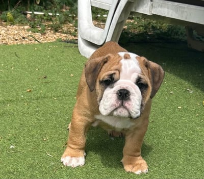 Les chiots de Bulldog Anglais