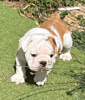 Les chiots de Bulldog Anglais