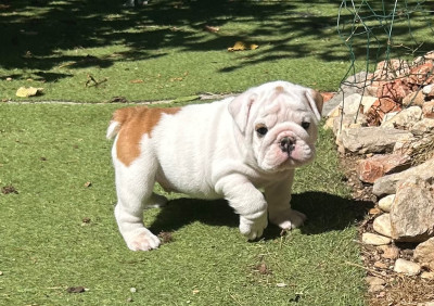 Les chiots de Bulldog Anglais