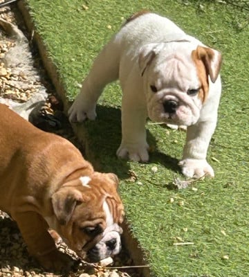 Les chiots de Bulldog Anglais