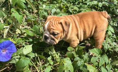 Les chiots de Bulldog Anglais