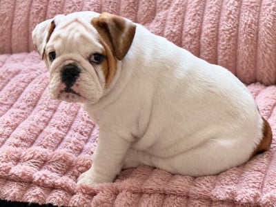 Les chiots de Bulldog Anglais