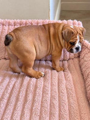 Les chiots de Bulldog Anglais