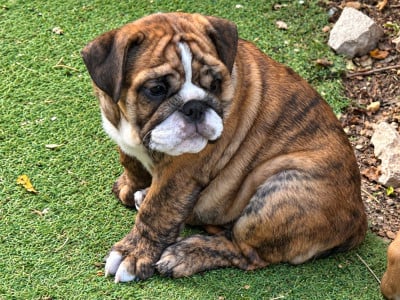 Les chiots de Bulldog Anglais